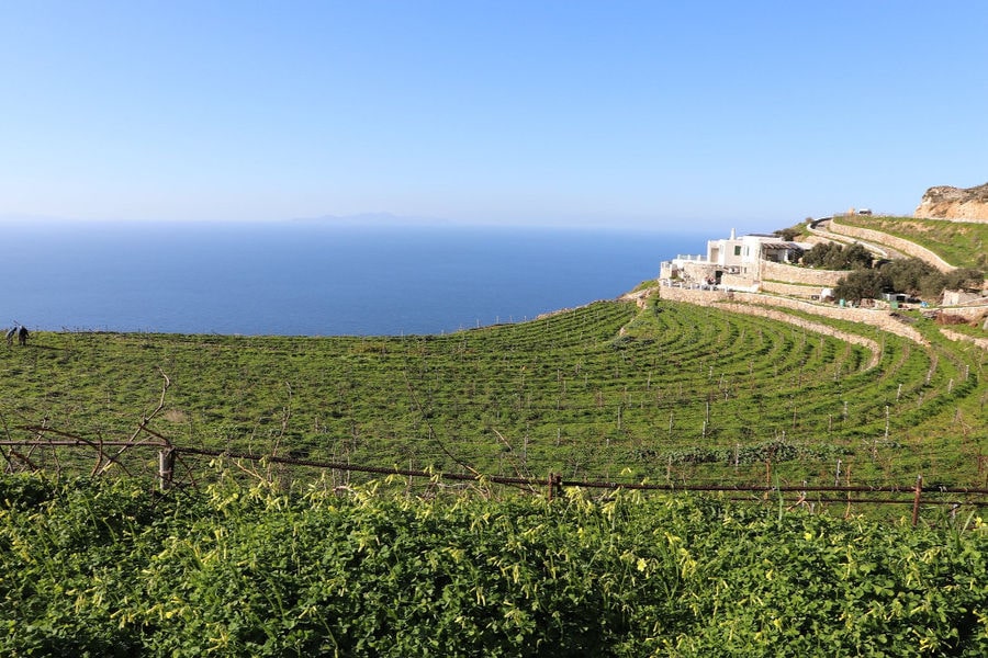 view of 'Manalis Winery' vineyards in the background of blue sky and the building